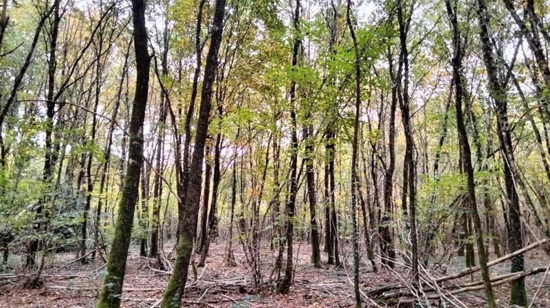 Terrain - 18 490 m²