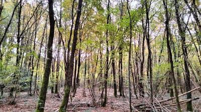 Terrain - 18 490 m²