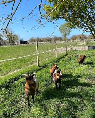 Maison chambre d'hôtes - 328 m²