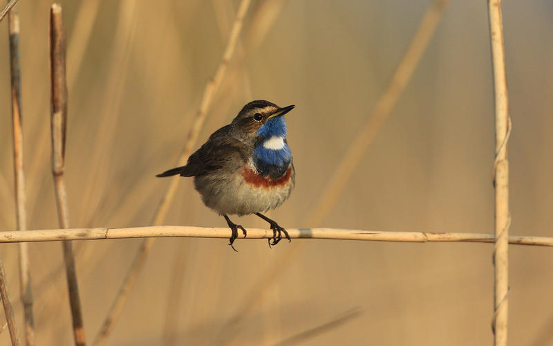 Réserve Naturelle Nationale des Étangs du Romelaëre - Découverte des oiseaux de la réserve naturelle