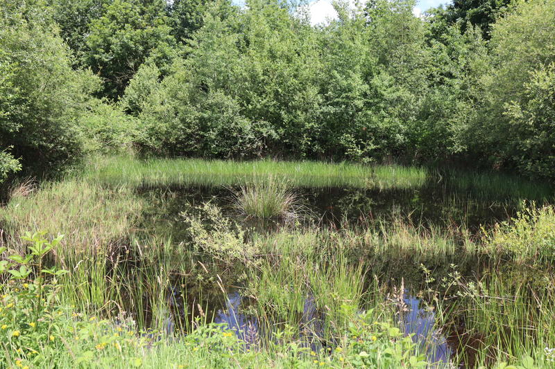 Balade Onf "Grenouille et Cie"