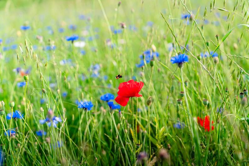 Le jardin au fil des saisons