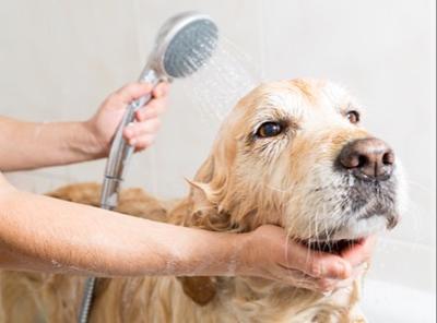 Cabinet Vétérinaire des Sources