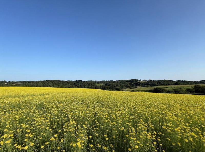Corps de ferme - 1 600 m² - 1 pièce