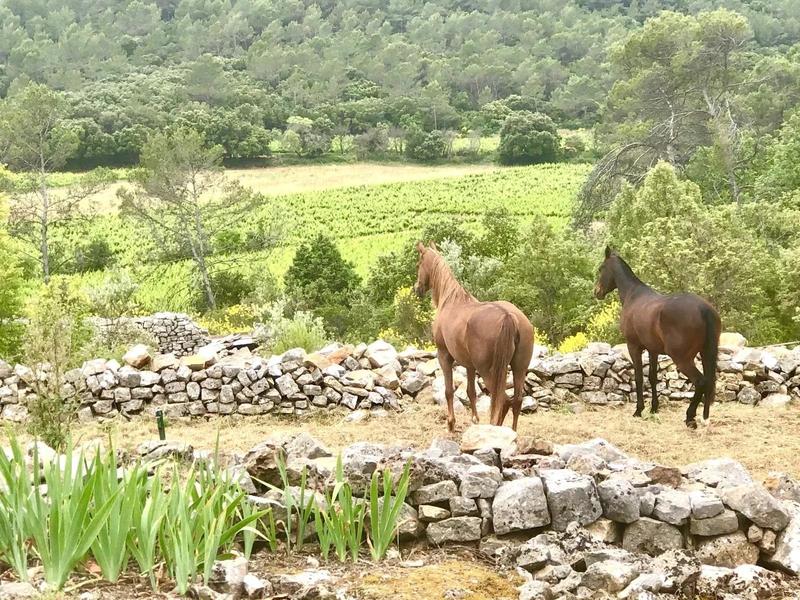 Mas - 153 m² - 6 pièces