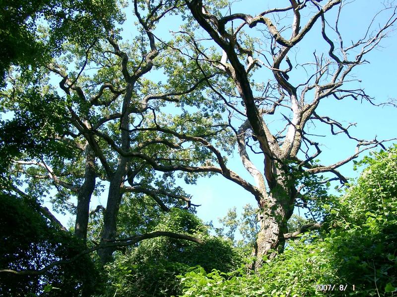 Visite guidée de la réserve naturelle de la forêt d'Offendorf : Initiation chants d'oiseaux