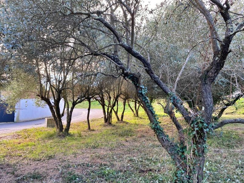 Terrain constructible - 401 m²