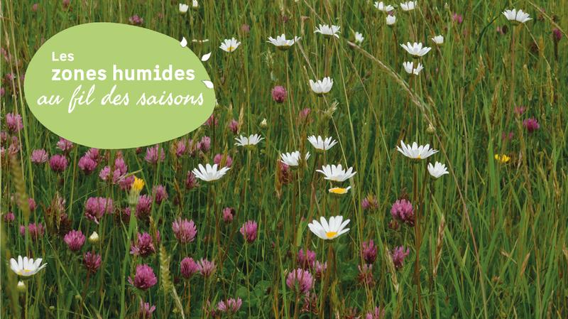 Jmzh : a la découverte des fleurs de la Vanne