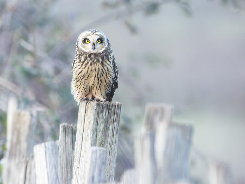 Semaine de la Biodiversité - Conférence avec le photographe animalier Valentin Marchegay
