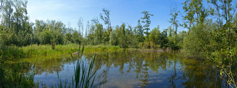 Domaine de Bellenville - les petites bêtes de la mare