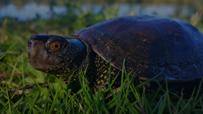 Plongée dans le monde des Cistudes d’Europe