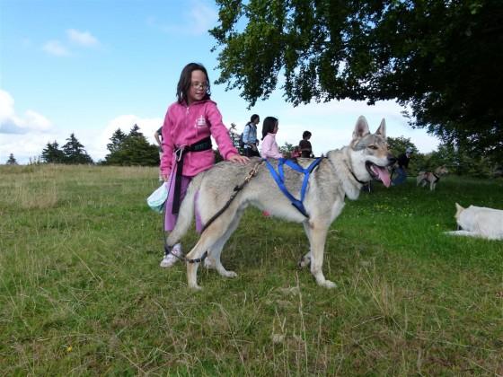 Cani-Rando à la découverte de la meute
