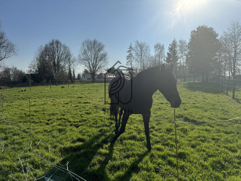 Maison - 274 m² - 5 pièces