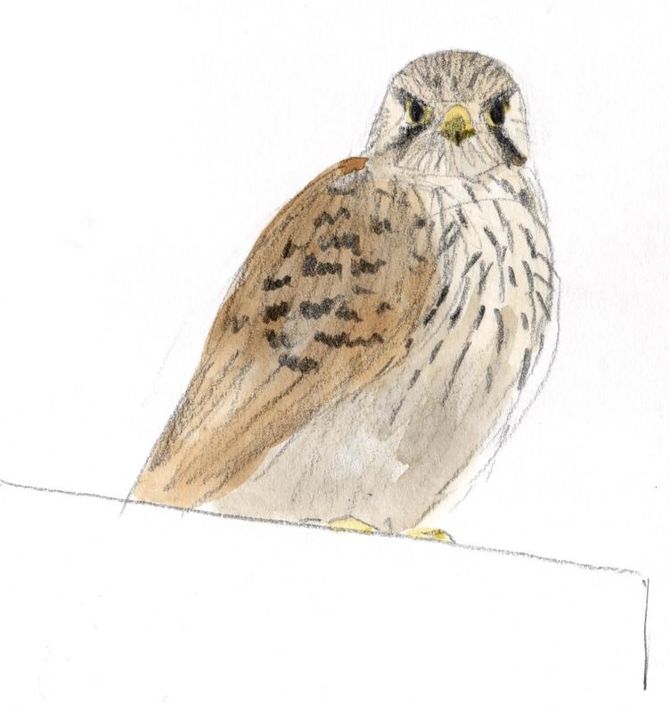 Biodivercité. Les animaux de la ville