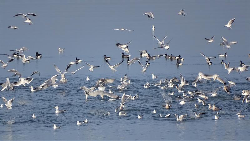 Les oiseaux du littoral et du marais
