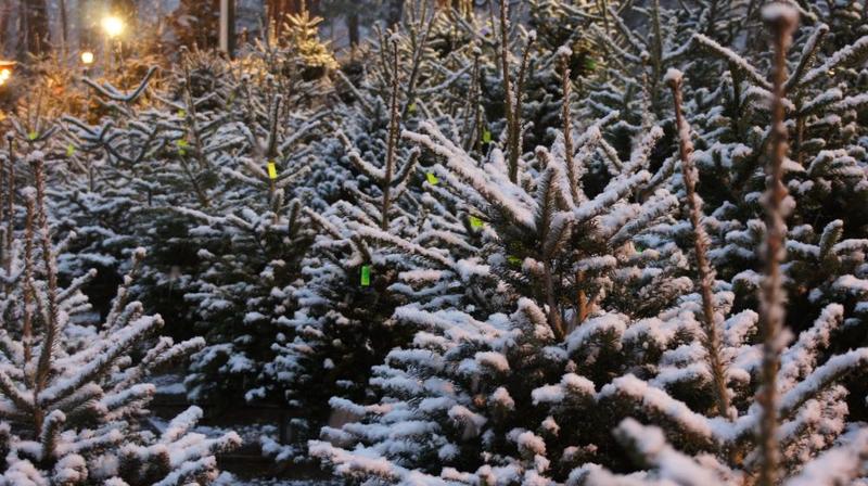 Marché aux sapins