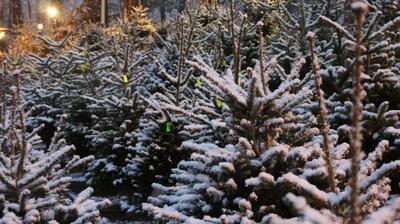 Marché aux sapins