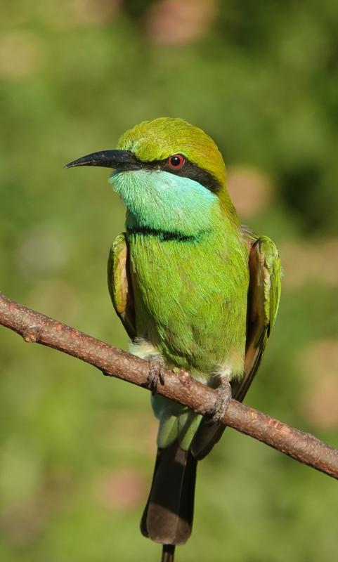 Découverte du Sri Lanka - projection