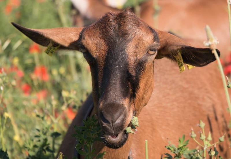 Fête de la Chèvre