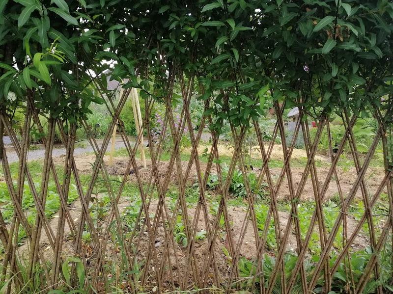 Je crée des structures vivantes en osier pour mon jardin