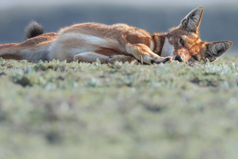 Ciné-rencontre - le secret du loup d’Ethiopie