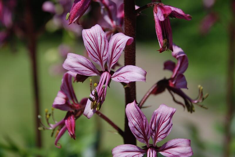 Ensemble protégeons la fraxinelle