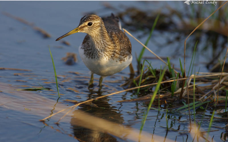 Rendez-vous nature : les chants d'oiseaux