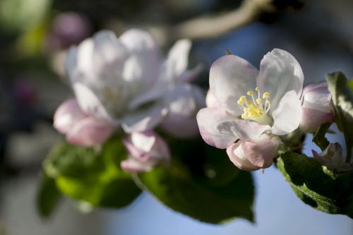 Des Bouteilles à l'Amère