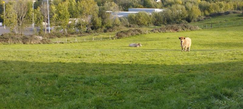 Terrain - 10 000 m²