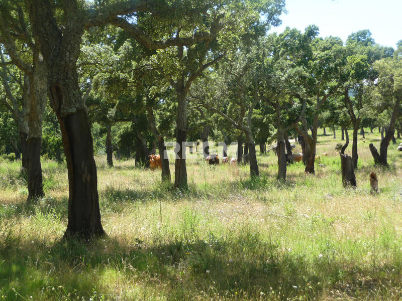 Terrain agricole - 300 000 m²