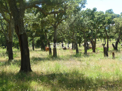 Terrain agricole - 300 000 m²