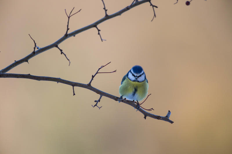 Oiseaux, premières mélodies du printemps