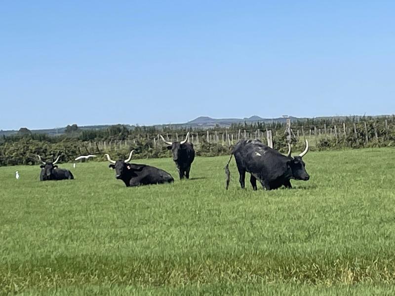 Découverte de la manade du juge