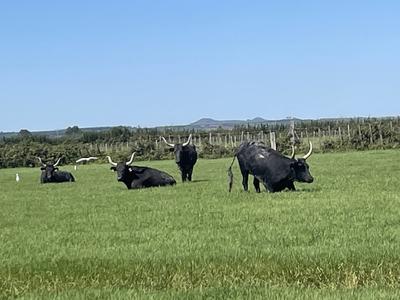Découverte de la manade du juge