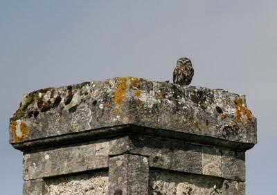 Sortie nature « la nuit de la chouette »
