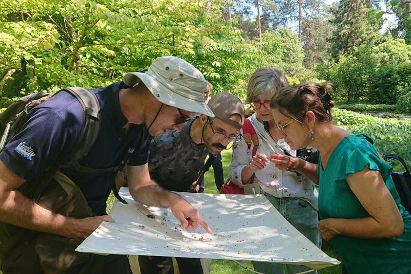 Insectes auxiliaires de nos jardins