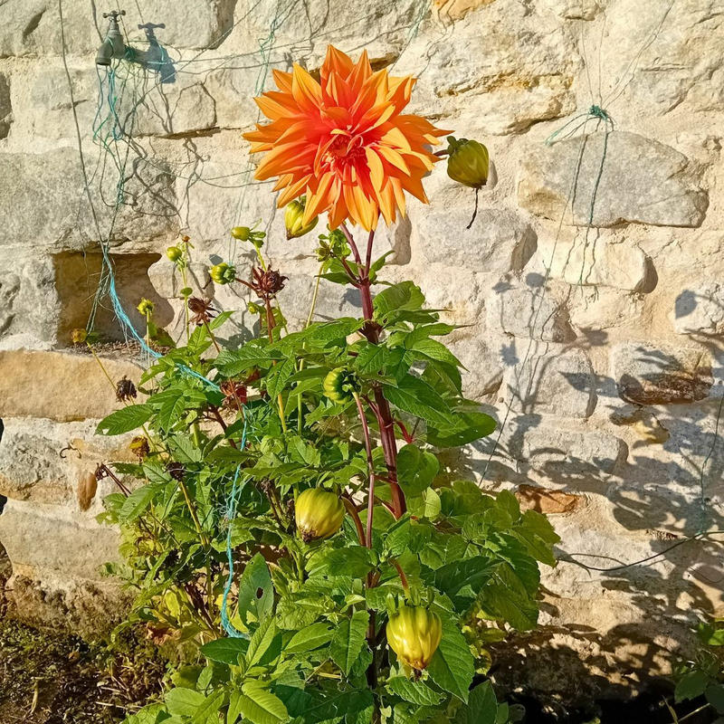 Maison ancienne - 130 m² - 5 pièces