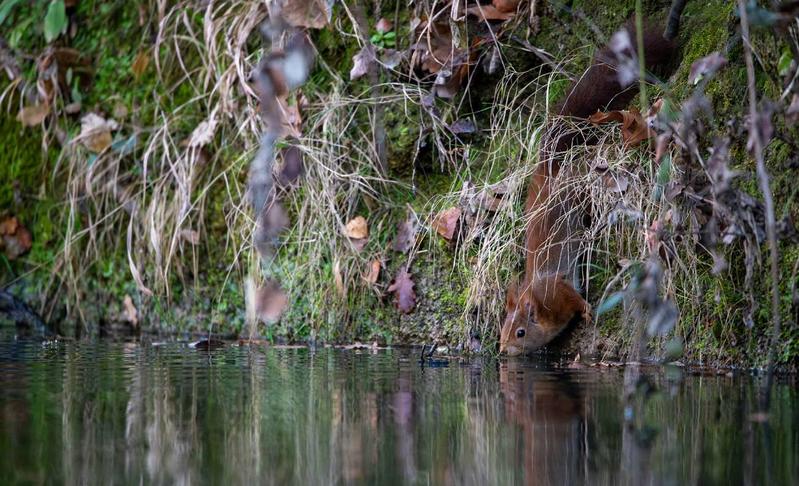 Traces des Animaux du Lez