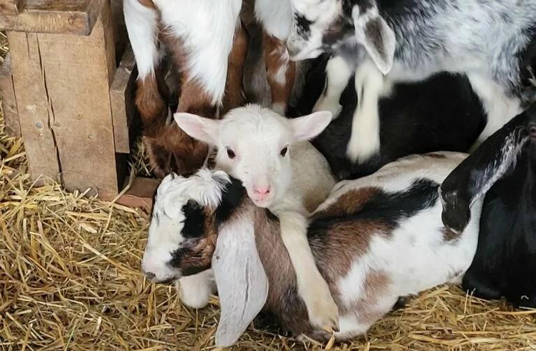Visite de Ferme les Cabris du Bès