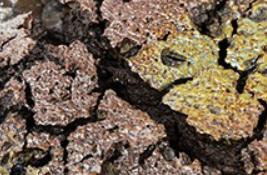 Expositions d'Automne