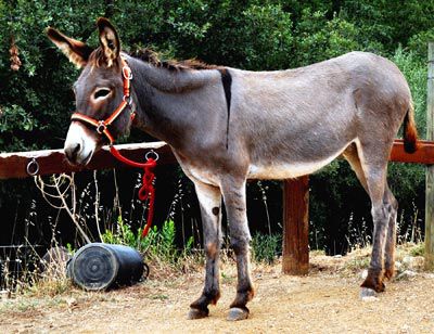 La Ferme aux Anes de Torderes