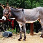 La Ferme aux Anes de Torderes