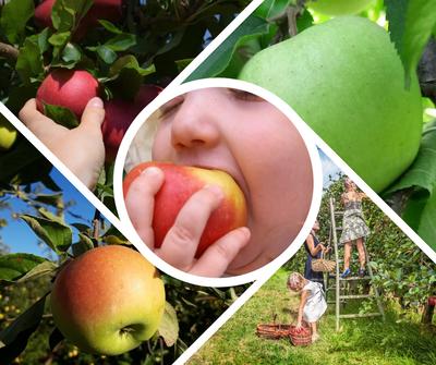 Cueillette de pommes au Verger à petits prix