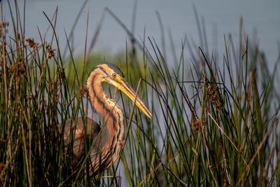 Observation des oiseaux d'eau à Foucault