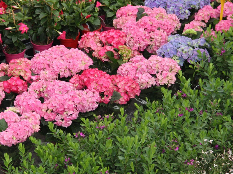 29ème fête des plantes et des fleurs