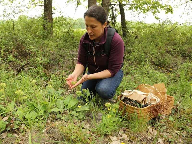 A la découverte des plantes comestibles