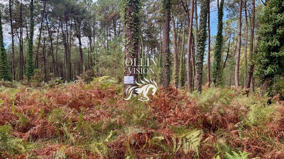 Terrain - 78 447 m²