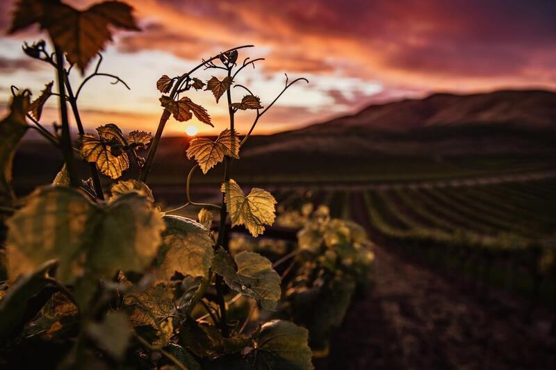 Balade au crépuscule dans les vignes