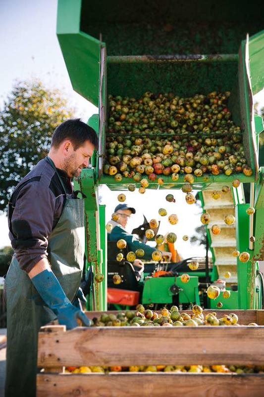 Visite de la cidrerie Théo Capelle