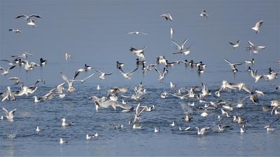 Les oiseaux de la côte Est
